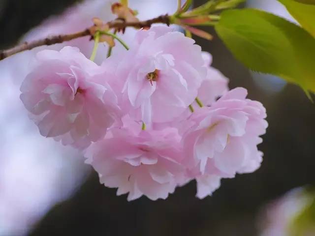 日本樱花旅游