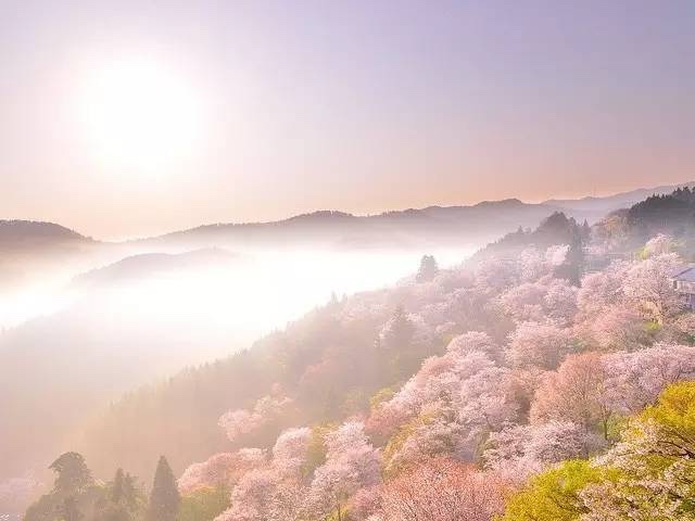 吉野山樱花