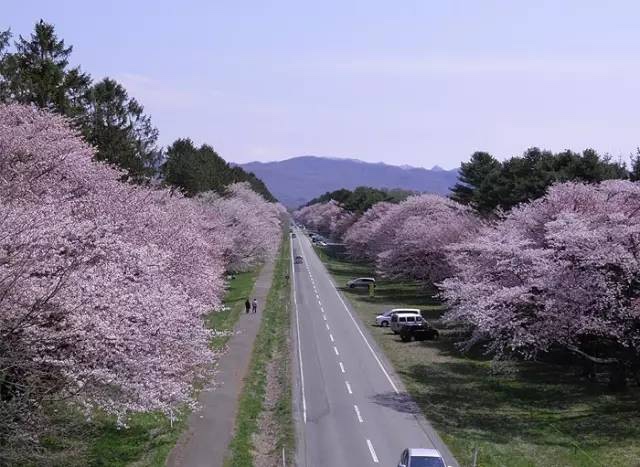 北海道樱花