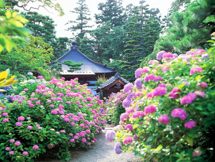 日本观赏紫阳花