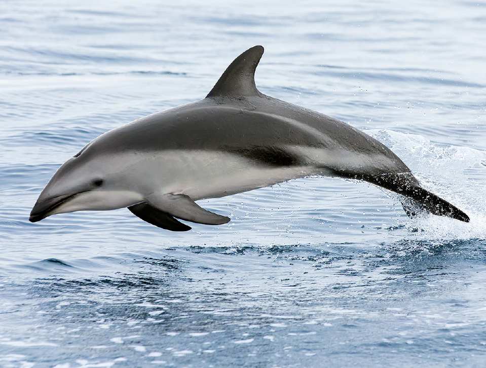 太平洋斑纹海豚