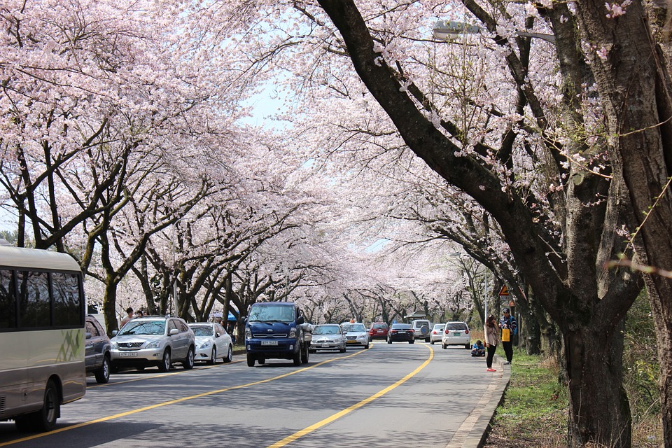 日本赏樱最佳季节