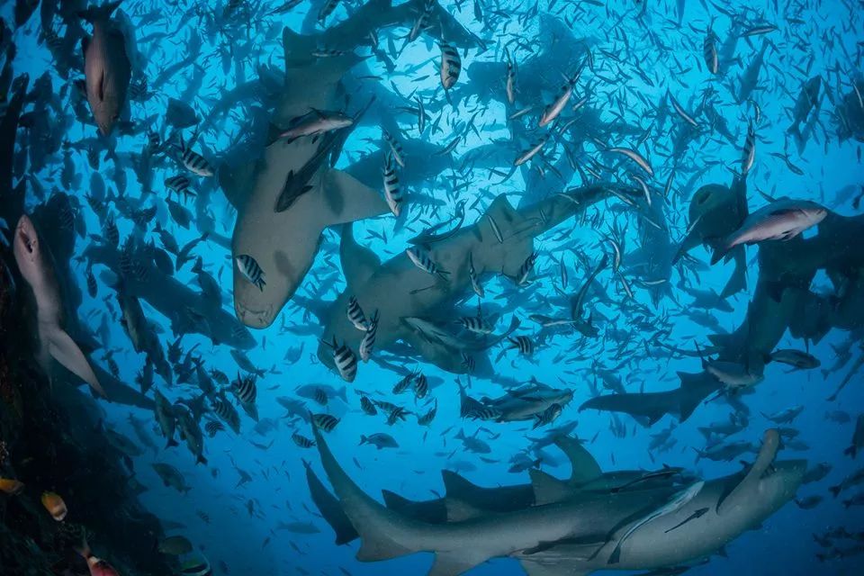 斐济喂鲨鱼