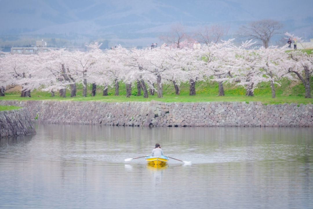 北海道樱花