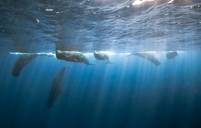 斯里兰卡观鲸